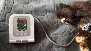 Hund Katze Veterinär-Blutdruckmessgerät Haustiere Tier BP Maschine 3 Größen Manschetten Kunden-Foto 1