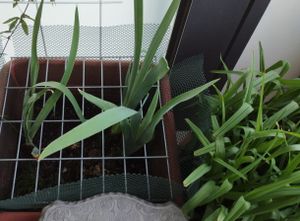 Mřížka o šířce ok 5 x 10 cm - Rozměry: 80 x 40 cm Fotografie od zákazníka č. 1