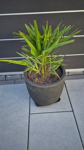 Capi Europe - Blumentopf kugel Groove NL - Anthrazit - 35x34 - KGVZ932 Kunden-Foto 2