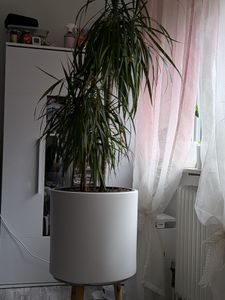 Fioriera elegante con superficie liscia e base conica rialzata - Disponibile in più colori Foto del cliente 6