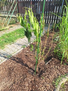 Japanische Säulenkirsche Amanogawa 100–120 cm – Prunus serrulata, rosa Blüten, schlanker Zierbaum für Garten & Terrasse Kunden-Foto 1