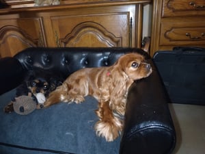 Canapé/lit de luxe pour chien - ENJOYMENT - Noir Photo du client 2