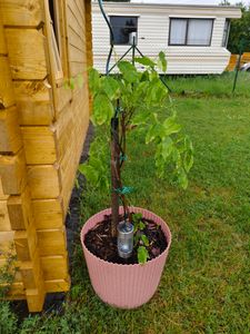 Wisteria floribunda 'Rosea', altezza 70–80 cm | Rosa Blauregen, pianta rampicante profumata, resistente al freddo, a rapida crescita, ideale per pergole e recinzioni Foto del cliente 1