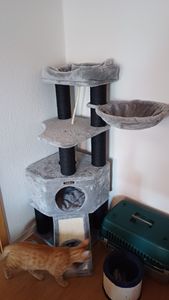 FEANDREA Kratzbaum 186 cm, Katzenbaum für große katzen, 13 dicken Säulen (11 cm d), stabil, Kippschutz, Tintenschwarz Kunden-Foto 27