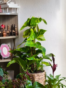 Scindapsus aureum am Moosstab, im 15cm Topf, Efeutute, Höhe ca. 50cm Kunden-Foto 2