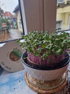 Grow-Grow Nut Starterpaket |  Microgreen Anzuchtsets von Grow-Grow Nut Kunden-Foto 1