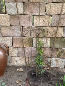 Clematis Armandii (Immergrün und Winterhart) - Mehrjärige Kletterpflanze - Weiß - 2 Liter Topf | Winterhart, Duftend und Mehrjährig Kunden-Foto 1