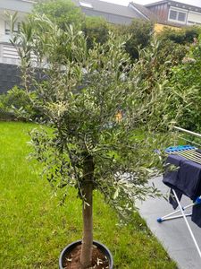 Olivenbaum Olive "Angebot" 150 - 180 cm, beste Qualität, winterhart, Olea Europaea Kunden-Foto 61