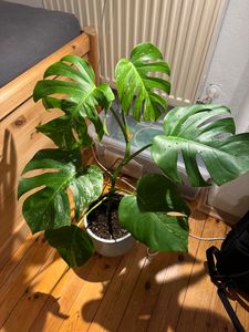 Monstera Deliciosa Variegata, wysokość 40-50 cm | Rzadka, pstrokatowa roślina doniczkowa | Rzadkość | Egzotyczna roślina z rodziny aroniowatych Zdjęcie produktu od klienta nr 13