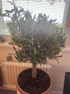 Olivenbaum Bonsai 70 - 90 cm Formgehölz, Olive winterhart, Olea europaea Kunden-Foto 1