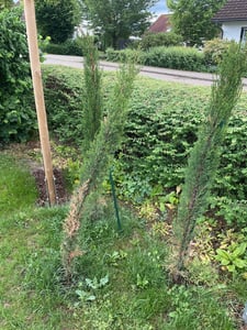 6x Mittelmeerzypresse 160 cm Säulen Toskana Zypressen Zypresse Cupressus Semper. Kunden-Foto 6