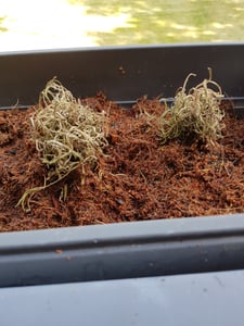 BALDUR Garten 6er Winterharte Sedum-Mischung, Pflanzen im 9x9 cm-Topf, Fetthennen Hauswurz Stauden Sortiment, winterharte mehrjährige Stauden, trockenresistent, pflegeleicht, Wasserbedarf gering Kunden-Foto 1