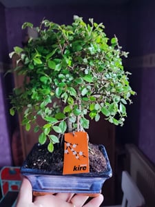 Bonsai Chinesische Ulme - Ulmus parviflora - ca. 6 Jahre - Kugelform Kunden-Foto 1