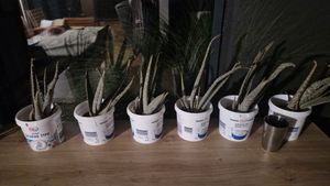 Aloe – circa 4-5 anni – vaso da 15 cm Foto del cliente 10
