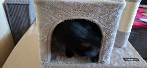 Feandrea Kratzbaum, 74 cm Katzenbaum, M, Katzenhaus für mittelgroße Katzen bis zu 5 kg, große Plattform, 2 Katzenhöhlen, Sisalstämme, hellgrau PCT612W01 Kunden-Foto 7