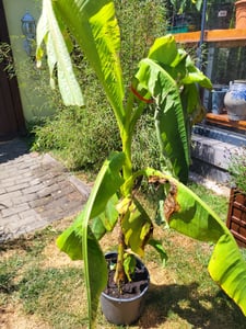 Musa Basjoo winterharte Banane 100-140 cm  winterfest  schnell wachsend  exotische Gartenpflanze  robuste Bananenpflanze Kunden-Foto 2