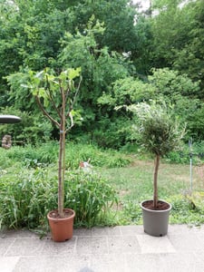 Feigenbaum 150-180 cm Obstbaum winterhart kräftiger Stamm, Ficus Carica, Feige, Obst Kunden-Foto 1