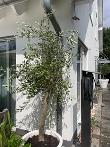 Olivenbaum Olive "Angebot" 150 - 180 cm, beste Qualität, winterhart, Olea Europaea Kunden-Foto 2