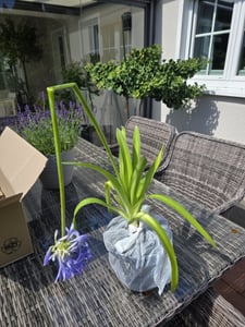Agapanthus africanus 2 Liter Topf ca. 70 cm - Schmucklilie - Liebesblume - Kübelpflanze Kunden-Foto 3