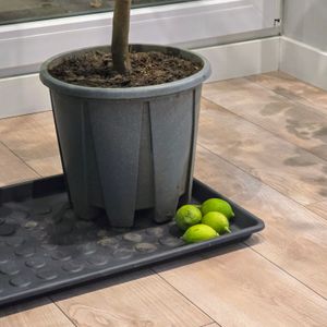 Citrus limon lunario 100-130 cm - Echter Zitronenbaum - Vier-Jahreszeiten-Zitrone Kunden-Foto 2