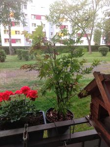 BALDUR Garten 1x Magnolie Genie® winterhart, Pflanze im 2 Liter-Topf, winterhart, Tulpenmagnolie, Magnolienbaum, für Standort in der Sonne geeignet, blühend, Magnolia soulangiana Kunden-Foto 1