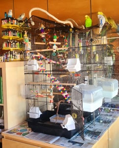 Yaheetech Vogelkäfig mit Vogelspielzeuge 99 cm H Wellensittichkäfig mit Vogeltreppe Nymphensittiche Fink-Papageien-Käfig, Schwarz Kunden-Foto 1