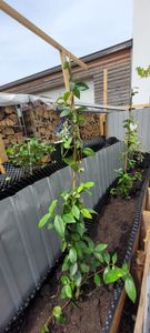 Sternjasmin - 2 Stk - Trachelospermum jasminoides - Höhe 110-120cm - ⌀17cm Kunden-Foto 2