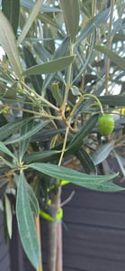 Olivenbaum Stamm Olive 80 - 100 cm hoch, beste Qualität, Olea Europaea Kunden-Foto 5