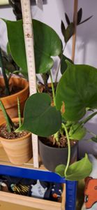 Monstera deliciosa, circa 50 cm – Deliziosa pianta da interno, ideale per finestre, perfetta come pianta ornamentale per il soggiorno, l'ufficio, per creare un ambiente "urban jungle" o per decorare gli spazi Foto del cliente 1