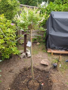 Salix Hakuro Nishiki, Höhe 170-180 cm, Harlekinweide, weiß-grünes Blatt, Japanische Weide Kunden-Foto 8