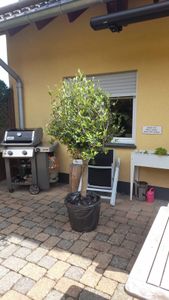 Olivenbaum Olive "Angebot" 150 - 180 cm, beste Qualität, winterhart, Olea Europaea Kunden-Foto 47