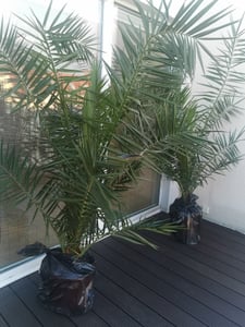 Palme XXL 180 cm Phoenix canariensis, kanarische Dattelpalme, winterhart Kunden-Foto 3