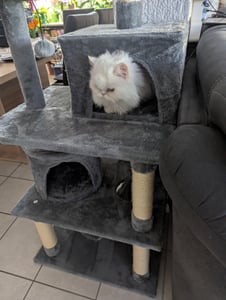 PawHut Kratzbaum 145 cm Kletterbaum für Katzen Katzenmöbel mit Sisalstämmen Kunden-Foto 1