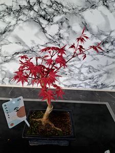 Klon japoński Acer Deshojo P15 Zdjęcie produktu od klienta nr 2