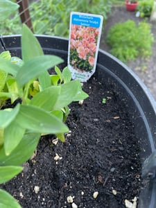 BALDUR Garten Winterharte Alstromeria-Kollektion 'Incalys®', 3 Pflanzen, Neuzüchtung, winterhart bis -8°C, blühender Blickfang von Mai bis Oktober, Lieferung im 12 cm XL Topf Kunden-Foto 1