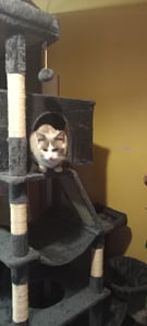 FEANDREA Kratzbaum für Große Katzen, Stabil mit 6 Ruhebereichen und Sisalstämmen, 105 x 45 x 188 cm, Grau Kunden-Foto 7