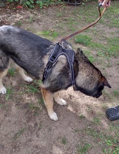 Hundegeschirr Ohne Zug, Verstellbares Hundebrustgeschirr mit Griff und Reflexstreifen, Atmungsaktiv Gepolstert, Anti-Zug Hundegeschirr, Schwarz M Kunden-Foto 2