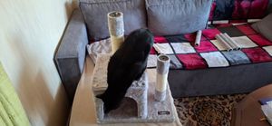 Feandrea Kratzbaum, 74 cm Katzenbaum, M, Katzenhaus für mittelgroße Katzen bis zu 5 kg, große Plattform, 2 Katzenhöhlen, Sisalstämme, hellgrau PCT612W01 Kunden-Foto 6