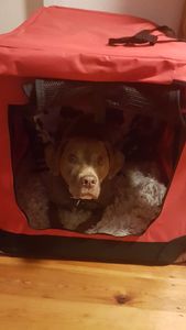 Hundebox Bello XXL Elfenbein-Beige faltbar Autotransportbox Hundetransportbox Katzen Hunde Box Kunden-Foto 1