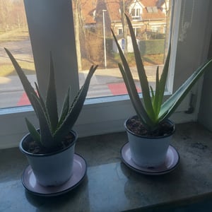 5 Stück mix Aloe Vera Pflanze 10-12 cm Kakteen & Sukkulenten Zimmerpflanze Kunden-Foto 1