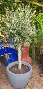 Olivenbaum Olive "20 Jahre" beste Qualität, Stammumfang 20 - 30 cm, winterhart, Olea Europaea Kunden-Foto 4