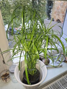 Papiro pianta da appartamento XXL 55 cm di altezza Palma Pianta VERA Foto del cliente 2