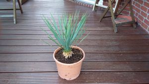 Trendyplants - Yucca Rostrata - Winterhart - Gartenpflanze - Höhe 40-60 cm - Topfgröße Ø21cm Kunden-Foto 2
