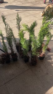 Thuja Smaragd, výška 60–80 cm, v kvetináči P9 | Smrečina Smaragd | Zeleň vždyzelená, vhodná na živé ploty | Thuja occidentalis | Ochranná bariéra Fotografia od zákazníka č. 2