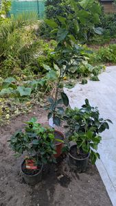 Limetovník „Lima Verde“ (limetka na caipirinhu) 70–100 cm – voňavé plody, citrusová rastlina na balkón, terasu a zimnú záhradu Fotografia od zákazníka č. 3