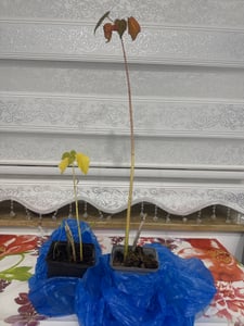 XXL Hibiscus moscheutos Kui NukuRiesenhibiskus Staudenhibiskus Kunden-Foto 1
