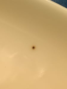 Seltmann Weiden Speiseteller LIDO rund DH 26,2 x 2,4 cm weiß , Essteller, Speiseteller Porzellan, Teller ,2. Wahl mit kleinen optischen Schönheitsfehl Kunden-Foto 4