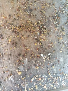 Wildvogelfutter 5kg Vogelfutter Vierjahreszeiten Energiereich Naturrein GiDeli Kunden-Foto 1
