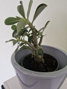 Malá pouštní růže, adenium, barva překvapení, květináč 11 cm Fotografie od zákazníka č. 4