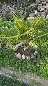 Palme XL 120-150 cm Trachycarpus fortunei, Hanfpalme, winterhart bis -18°C Kunden-Foto 5